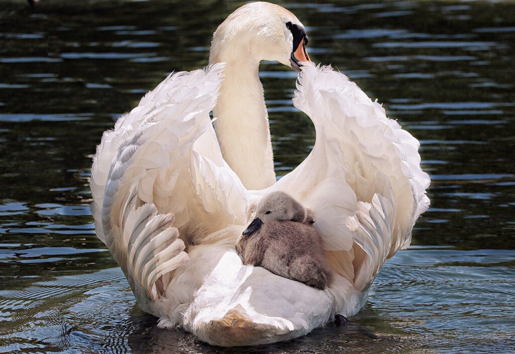swan, baby swan, white